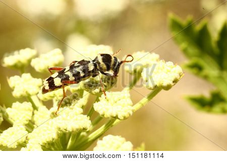 Nature, animals, insects, fauna, beetle, beetles, bark beetles, predators, diversity, summer