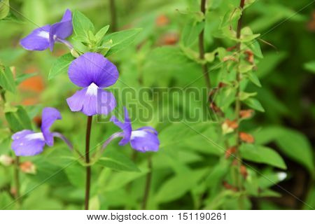 Purple Brazilian snapdragon beautiful flowers Select focus with shallow depth of field Otacanthus caeruleus Lindl Blue Hawaii bush.