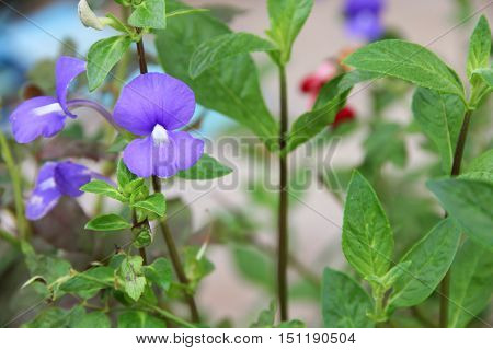 Purple Brazilian snapdragon beautiful flowers Select focus with shallow depth of field Otacanthus caeruleus Lindl Blue Hawaii bush.