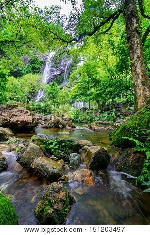 Stream in the tropical jungle and rain forest