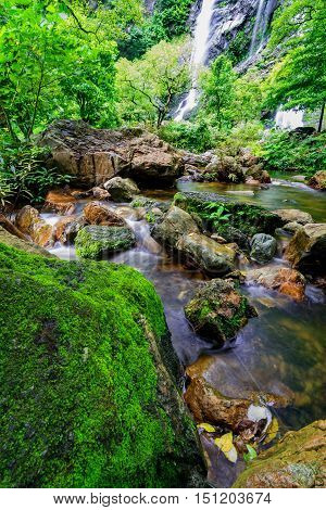 Stream in the tropical jungle and rain forest