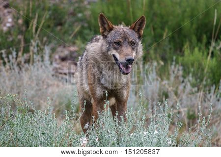 Whole wet Canis Lupus Signatus in the wild looking at the front