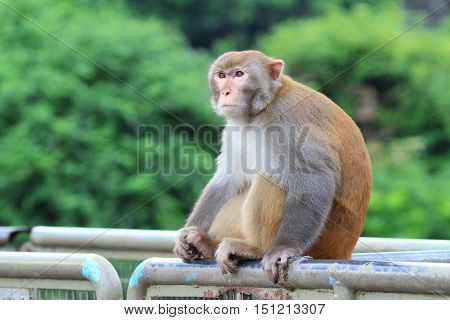 Monkey In Kam Shan Country Park, Kowloon