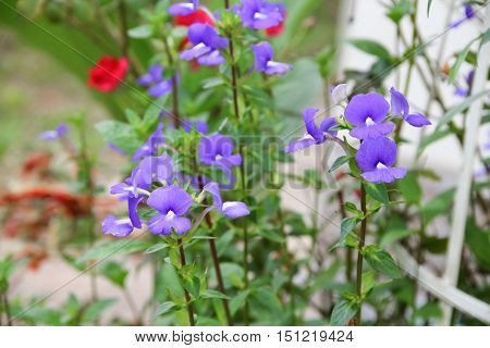Purple Brazilian snapdragon beautiful flowers Select focus with shallow depth of field Otacanthus caeruleus Lindl Blue Hawaii bush.