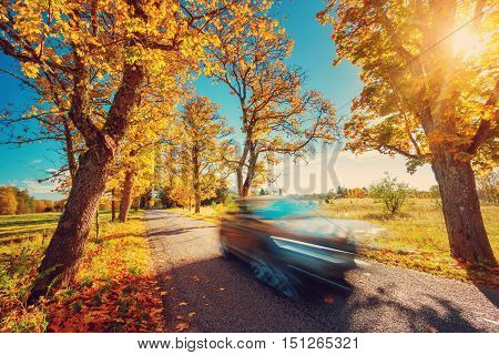 Car on asphalt road on autumnr day at park