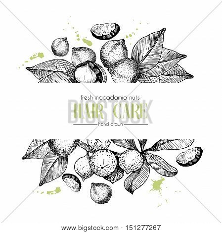 Vector set of hair care ingredients. Organic hand drawn elements. Template for macadamia branch. Use for cosmetic package shop store products spa salon wellnes program procedure skin hair care