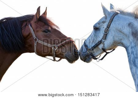 two horses on a white background closeup