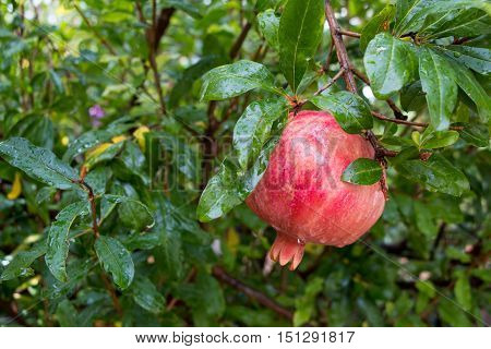 The pomegranate fruit growing on a tree on a background of green tree branches. Growing pomegranate. Horizontal. Daylight. Close up.