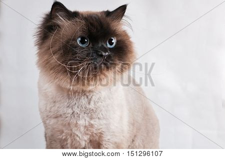 Himalayan cat with a hairstyle sits in a half-turn isolated in the studio
