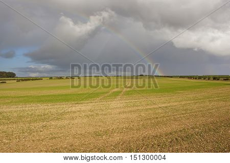 Rainbow Over Wheat Field