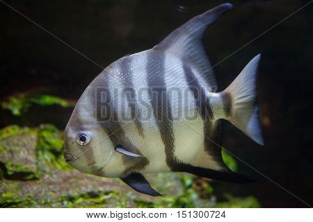 Atlantic spadefish (Chaetodipterus faber). Marine fish.