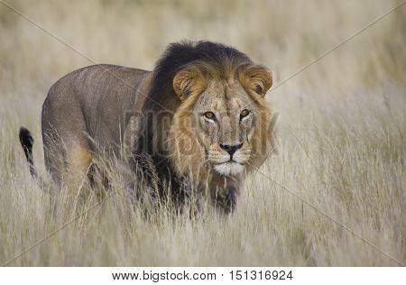 Beautiful male lion isolated in tall grass with eye contact
