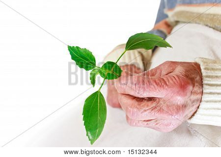 Senior woman holding green plant
