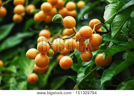 The chinese wampee fruit closeup in summer