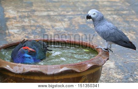 Black-backed Swamphen bathing and Congo African Grey Parrot drinking in the same ceramic bowl, aviary near Songkhla, Thailand