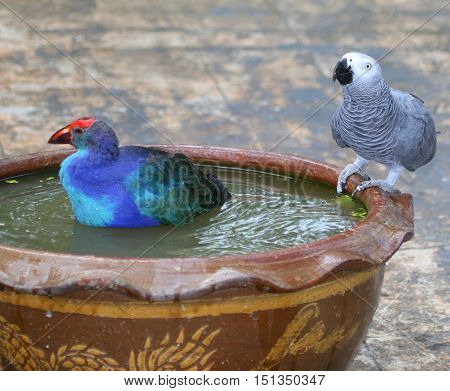 tame Black-backed Swamphen bathing and Congo African Grey Parrot drinking in the same brown ceramic bowl, near Songkhla, Thailand