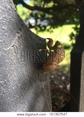 Insect Molting (cicada) On A Fence
