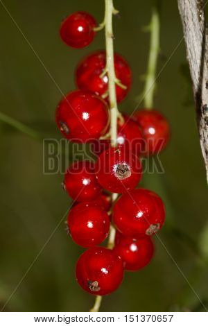cluster of red currant berries on schrub