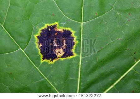 Spot of the plant pathogen Rhytisma acerinum on a maple leaf.