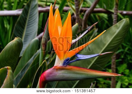 Bird of paradise flower or Strelitzia flower of Madeira Island Portugal