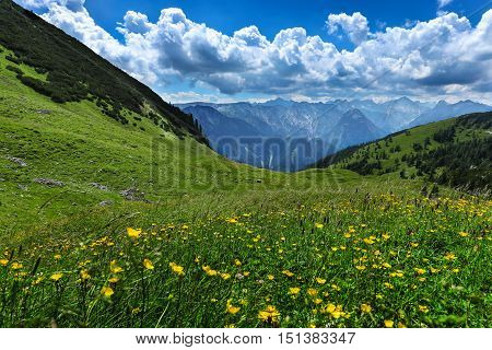 Alpine meadow flowers summer mountain landscape. Austria Tirol Achensee Area.