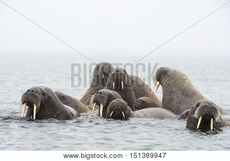 Walruses in the water travel in Russian Arctic