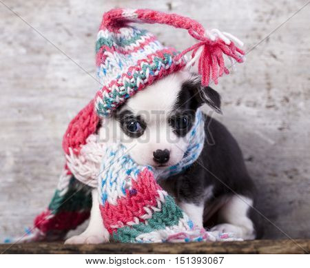 Chihuahua puppy funnily Dressed for hat knit