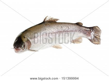 freshwater trout isolate on a white background closeup salmon shot in a studio