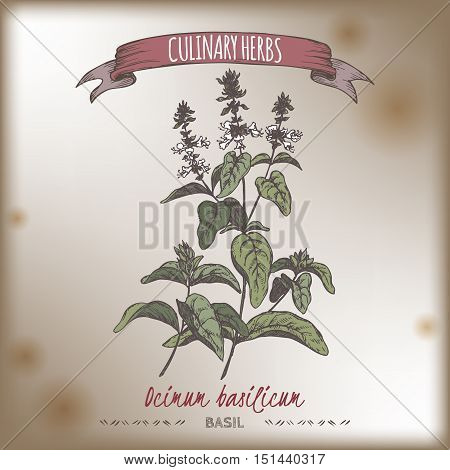 Ocimum basilicum aka Sweet basil color vector hand drawn sketch on vintage background. Culinary herbs collection. Great for cooking, medical, gardening design.