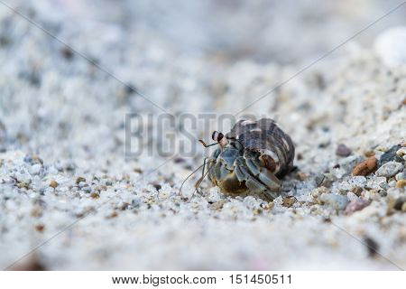 Tropical Hermit Crab