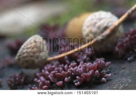 Ascocoryne sarcoides mushrooms on an old stump