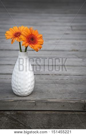 orange gerbera flower in white vase
wooden porch background