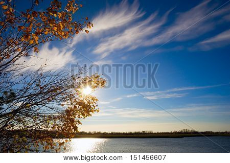 The autumn sky with the sun and yellow leaves.