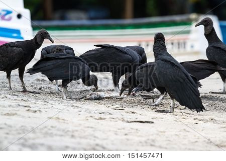 Vultures On The Beach