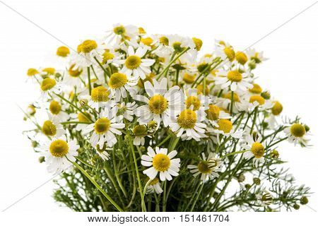 Medical daisy flower isolated on white background