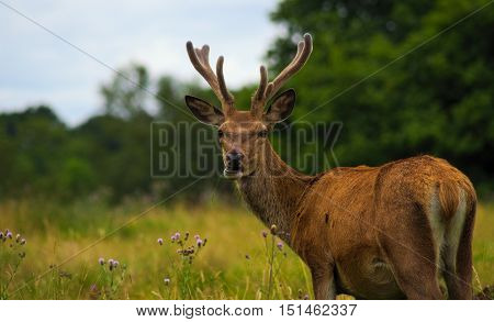 Red deer stag standing in a meadow