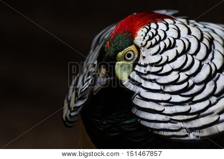 beautiful pheasant with an awesome pattern and colors in the feathers