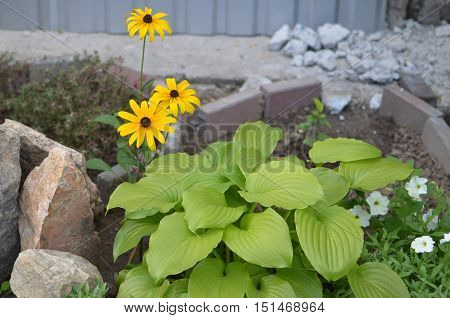 Close-up image of the yellow flowers with green leaves
