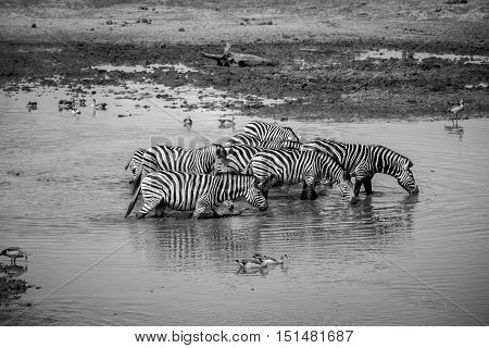 Group Of Zebras Walking Through The Water.