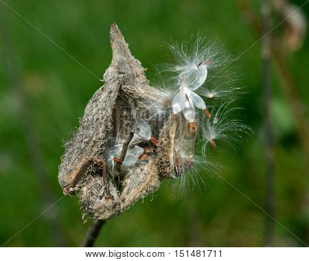 Large milkweed bugs on a common milkweed pod
