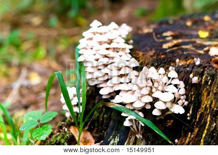 Mushroom