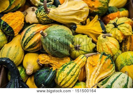 Assorted winter squash or variety of kaboocha.