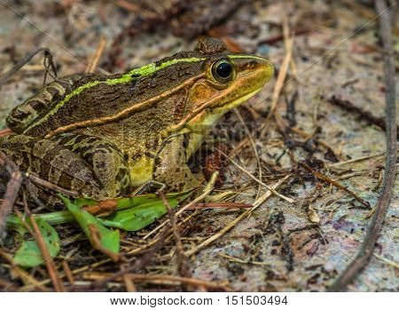 Closeup of a bullfrog sitting on a piece of cloth with green leaves and twigs