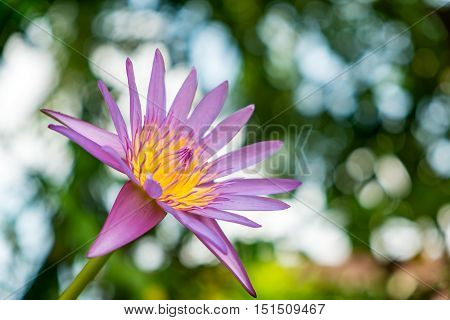 Blooming water lily with defocus effect/Bokeh. Selective focus.