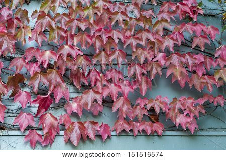 Red Wild Creepy Vine Ampelopsis Grape Branches And Leaves Climbing On Wooden Wall In Historic Town O
