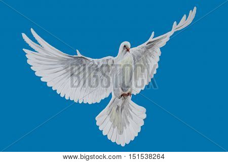 A free flying white dove on blue bascground