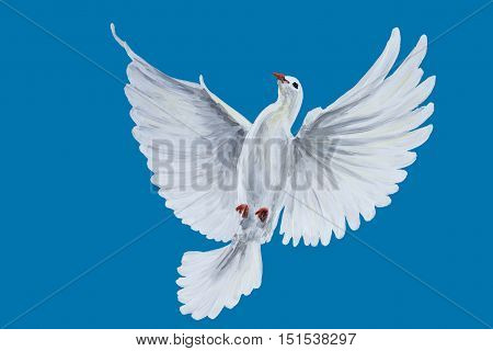 A free flying white dove on blue bascground