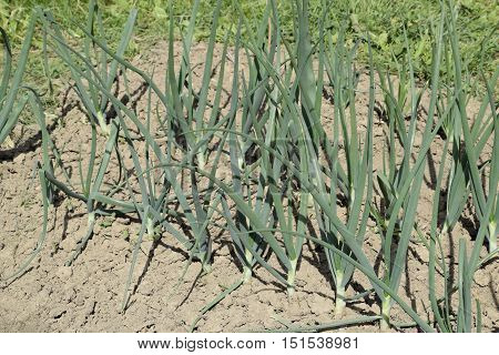 Cultivation Of Onions In The Garden. The Bed Of Onions Ordinary Bulb