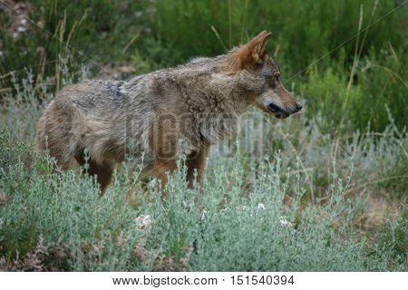 Whole Canis Lupus Signatus in the wild looking at the right side, side view