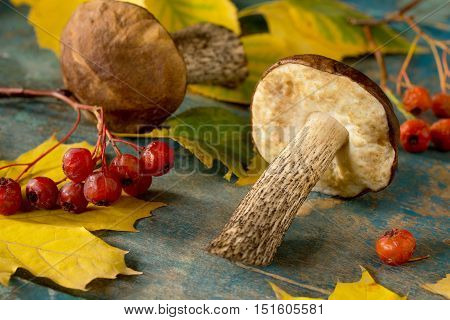 Mushroom Brown Cap Boletus, Autumn Leaves And Hawthorn Berries. Autumn Background.